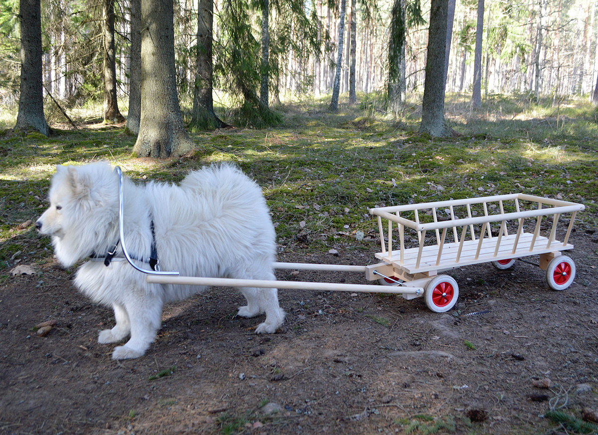 56008 hundskrinda och 56009 dragsele av vegetabiliskt garvat läder hundskrinda och 56009 dragsele av vegetabiliskt garvat läder