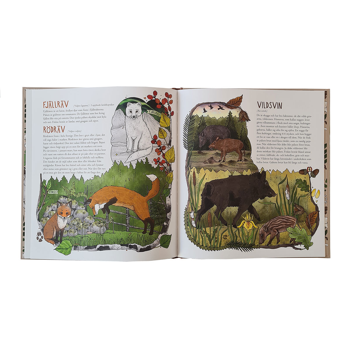 Bok: Mina första nordiska djur 3-6 år Triumf Förlag